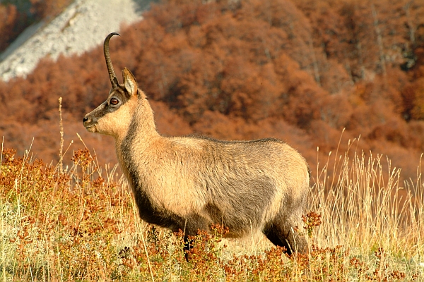 Camoscio d''Abruzzo Rupicapra pyrenaica ornata